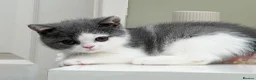 British Shorthair cats for sale: Champion bred Quality kittens   - Advert 5