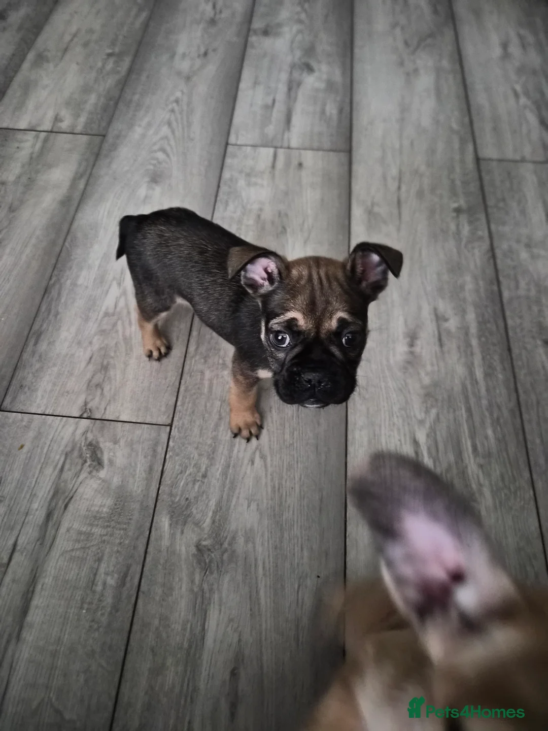 Mixed Breed dogs for sale:  Female Hybrid Bulldog Pups - Advert 10