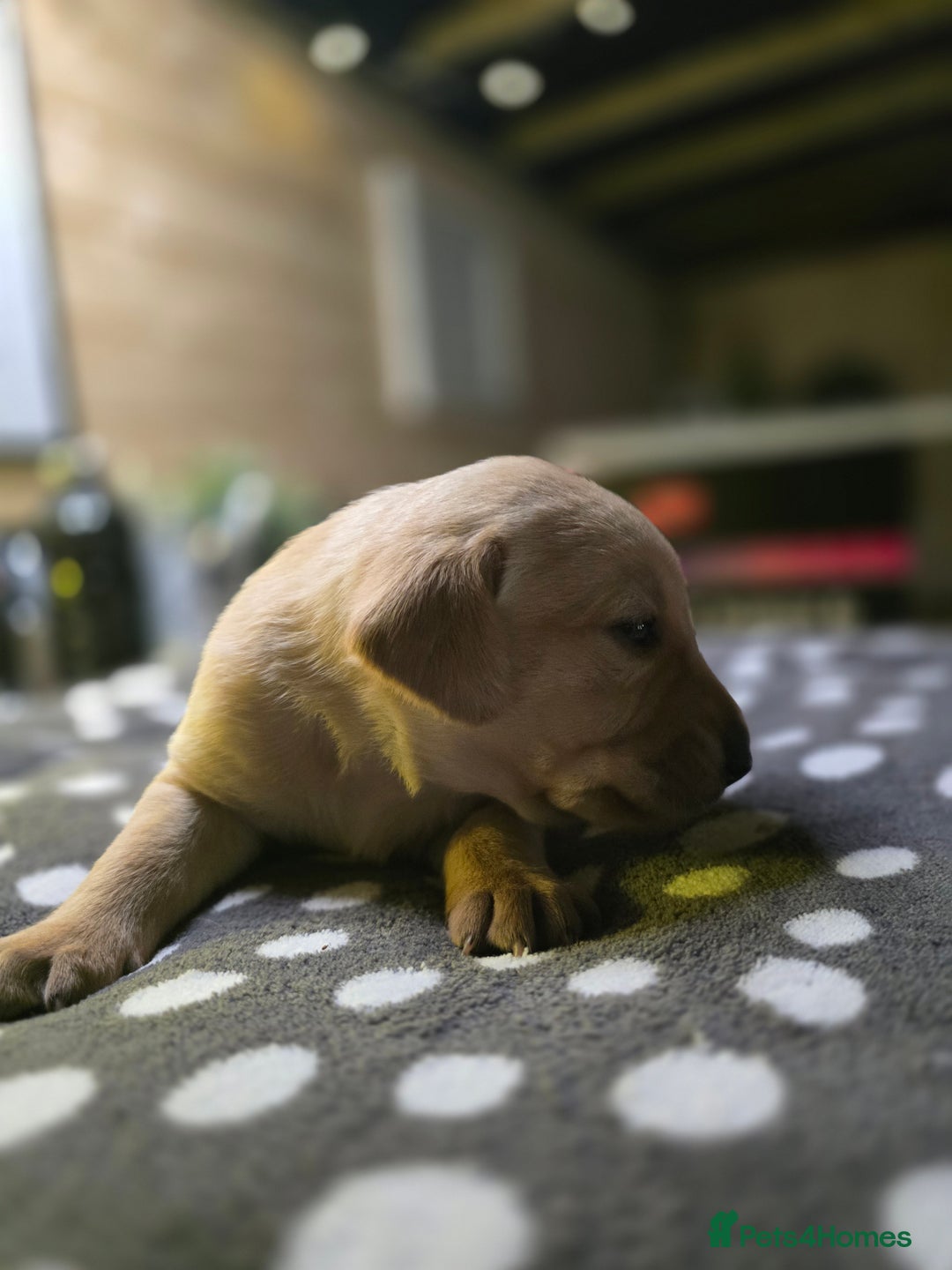 Labrador Retriever dogs for sale: Beautiful Labradors. Ready in time for Christmas - Image 15