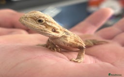 Bearded Dragon reptiles for sale: 15 Baby dearded dragons - Image 13