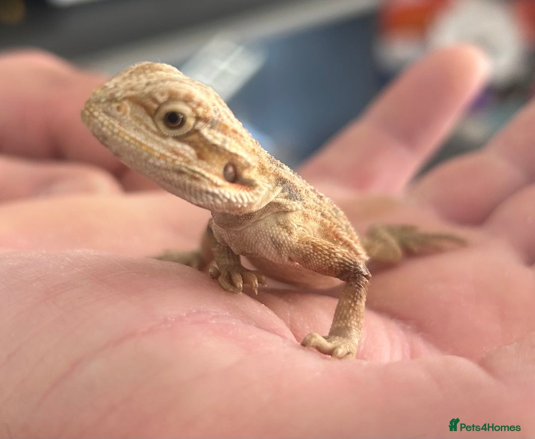 Bearded Dragon reptiles for sale: 15 Baby dearded dragons - Image 13
