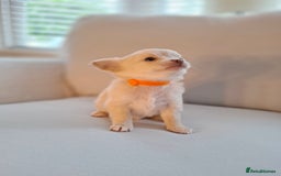 Chihuahua dogs for sale: Chihuahua puppies for sale - Image 20