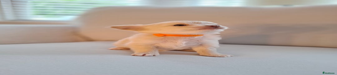 Chihuahua Puppy 4 A (Orange)