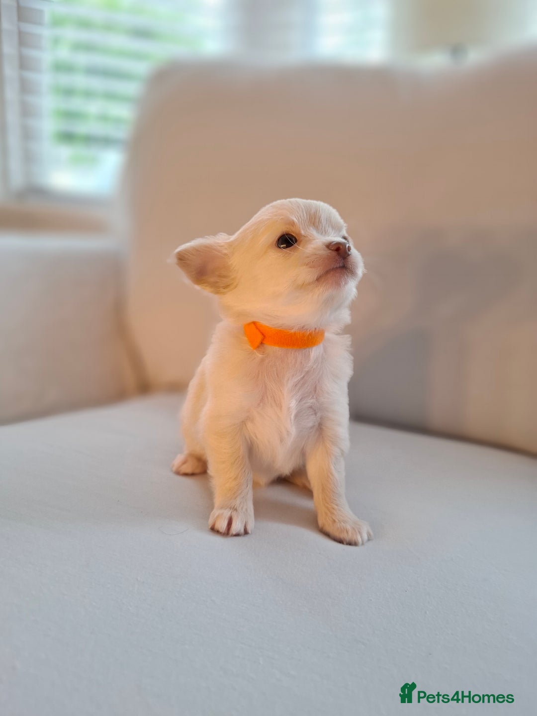 Chihuahua dogs for sale: Chihuahua puppies for sale - Image 20