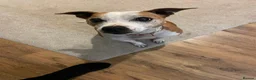 Mixed Breed dogs for sale: Roxy for adoption due to moving overseas - Advert 7