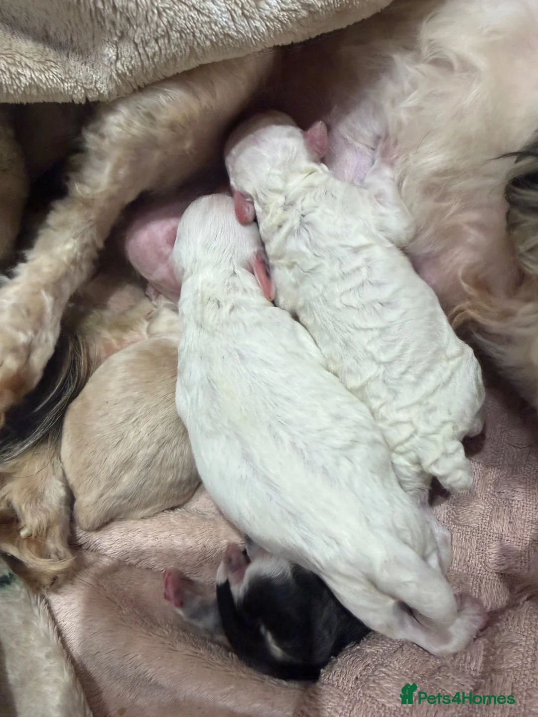 Maltipoo dogs for sale: Gorgeous Maltipoo puppies ready to be reserved - Advert 2