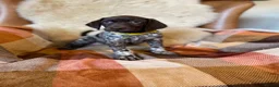 German Shorthaired Pointer dogs for sale: Kc female GSP - Advert 10