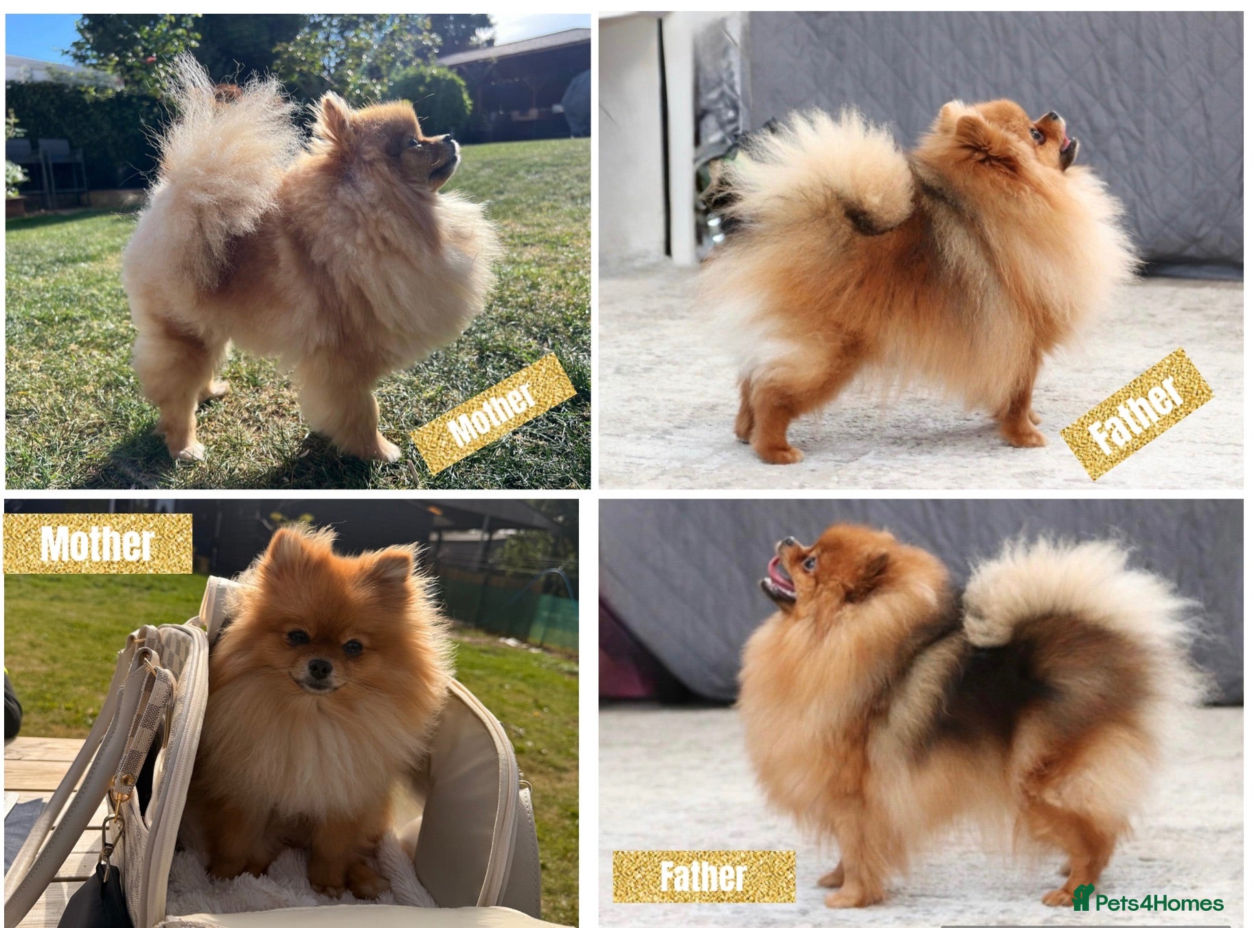 Pomeranian dogs Pomempire KC Pomeranian – Orange Teddy Bear Boy - Advert 2