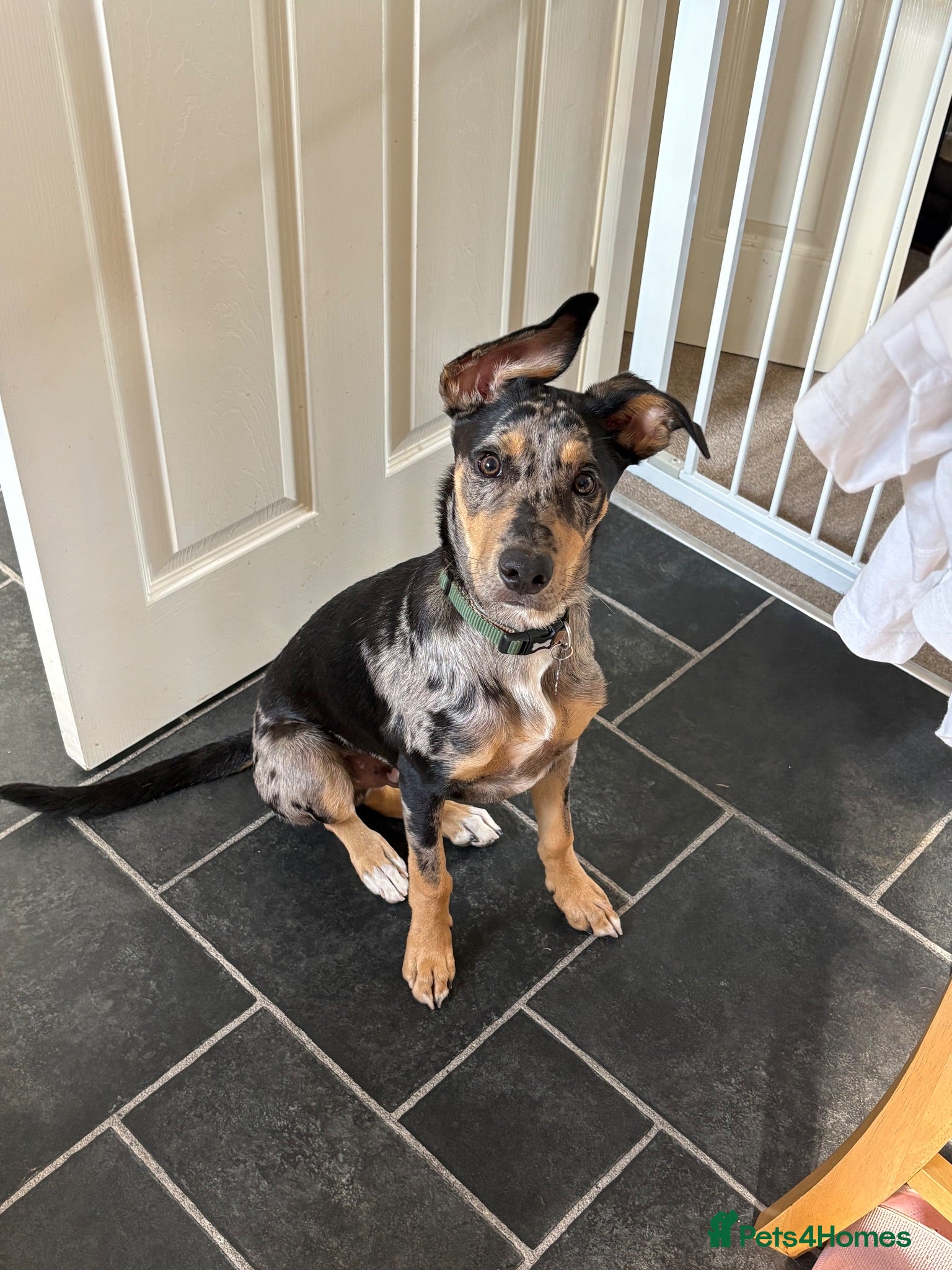 Mixed Breed dogs Mixed breed pup. - Advert 1