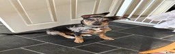 Mixed Breed dogs for sale: Mixed breed pup. in Gloucester - Advert 1
