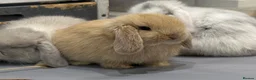 Mini Lop rabbits for sale: 3 pure bred mini lops - Advert 24