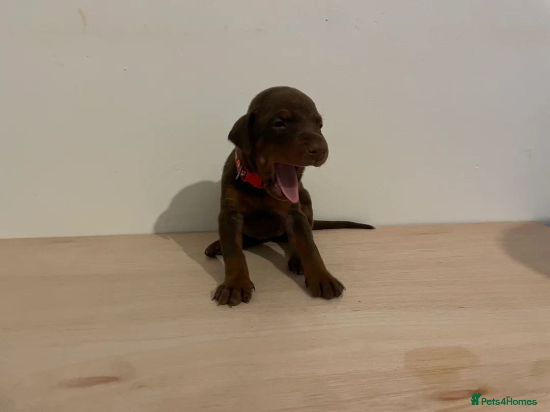 Dobermann dogs for sale: dobermann pinscher - Advert 23