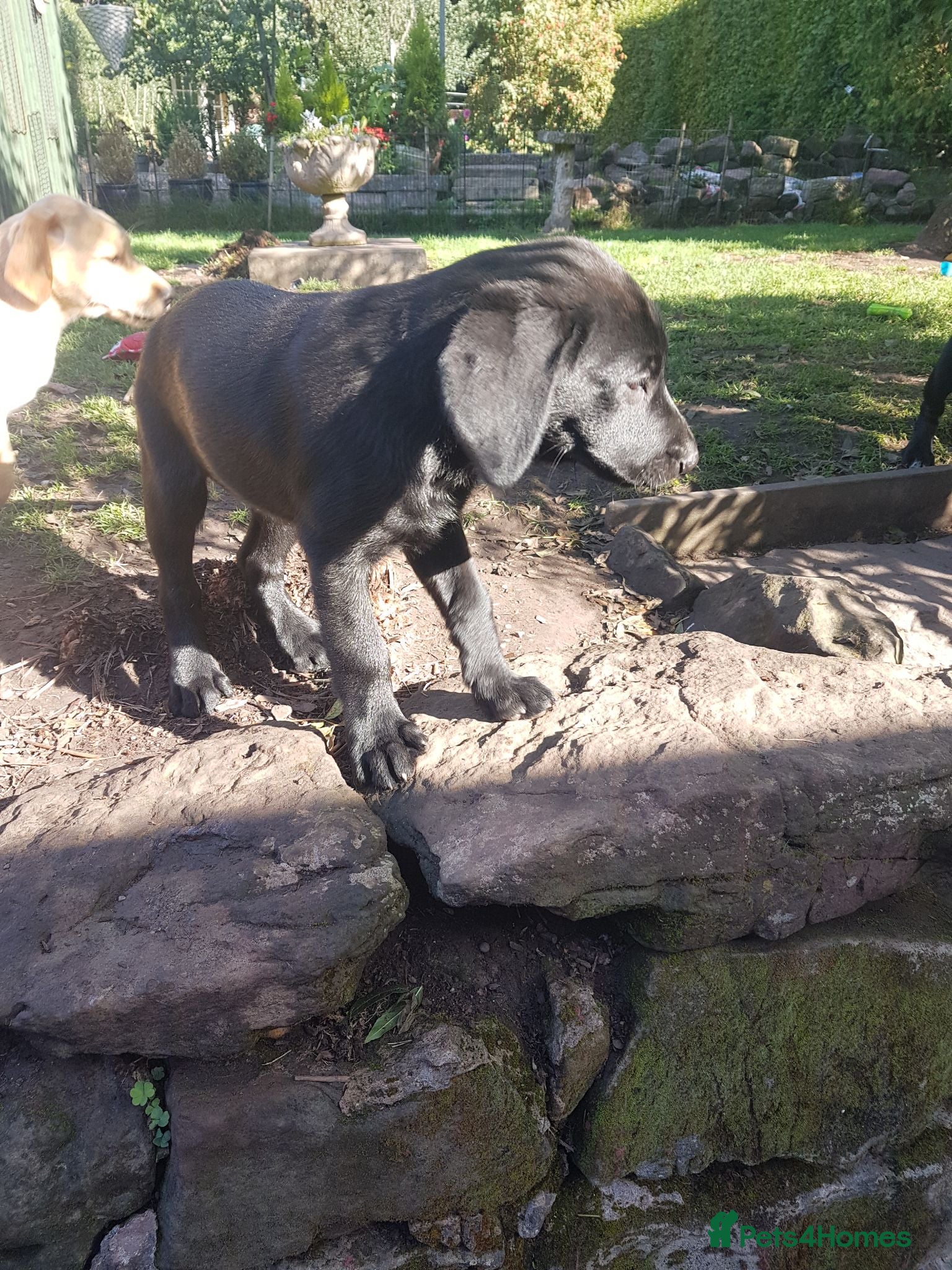 Labrador Retriever dogs Adorable KC Reg Labrador puppies  - Advert 2