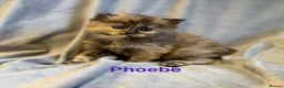Persian cats for sale: **SOLD** Stunning litter of five female Perdolls - Advert 12