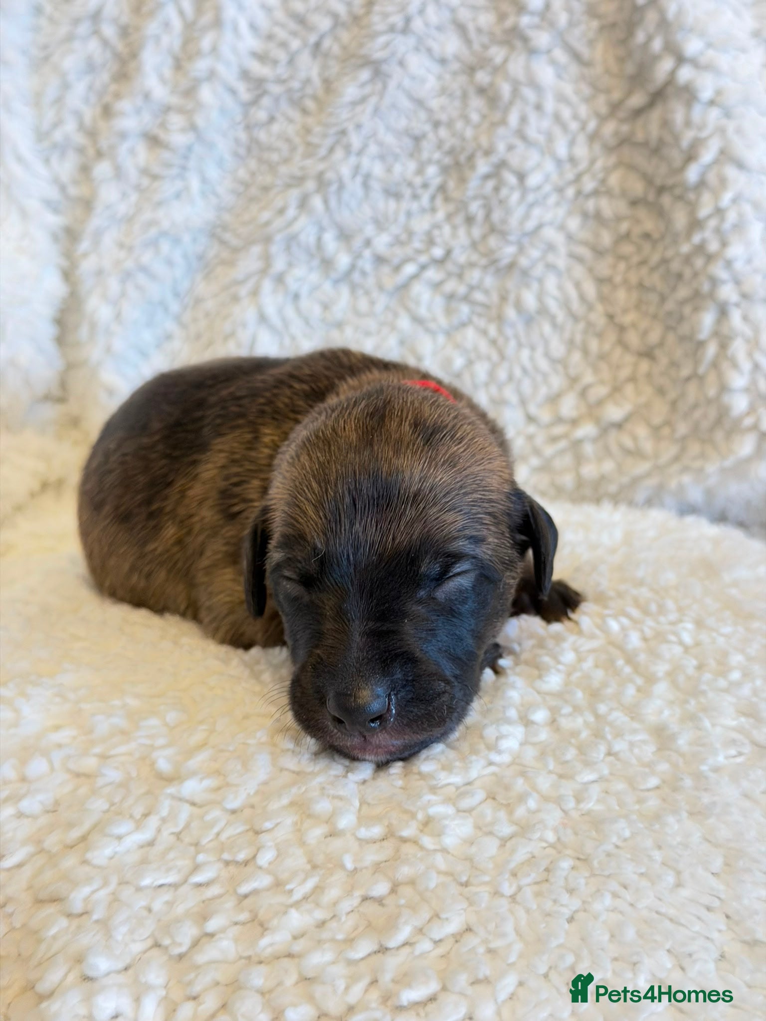 Whippet dogs Stunning pedigree whippet puppies  - Advert 1