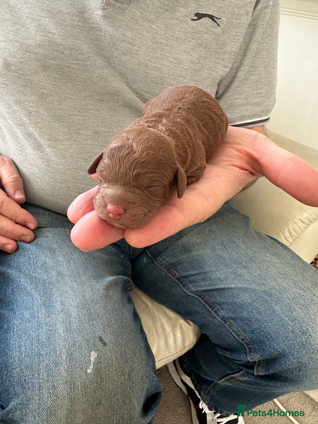 Cavapoo dogs for sale: Toy Cavapoo puppies  - Advert 3