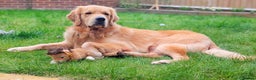 Golden Retriever dogs for stud: KC Registered Golden Retriever Stud in Crawley - Advert 2
