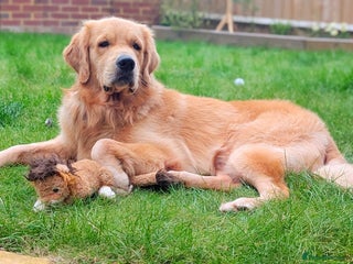 Golden Retriever dogs in Crawley - Advert 1