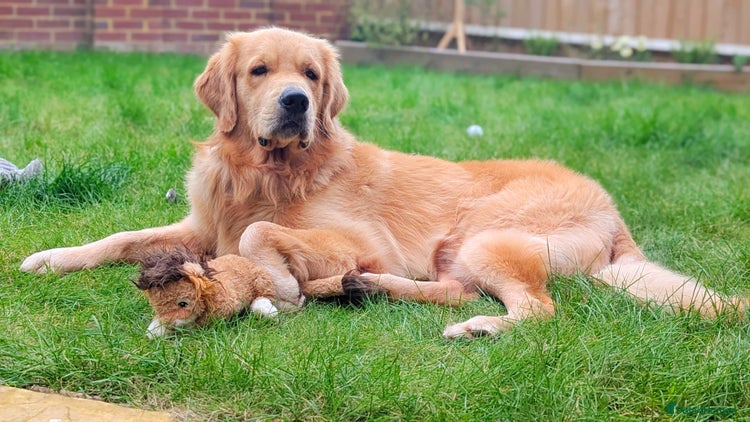 Golden Retriever dogs in Crawley - Advert 7