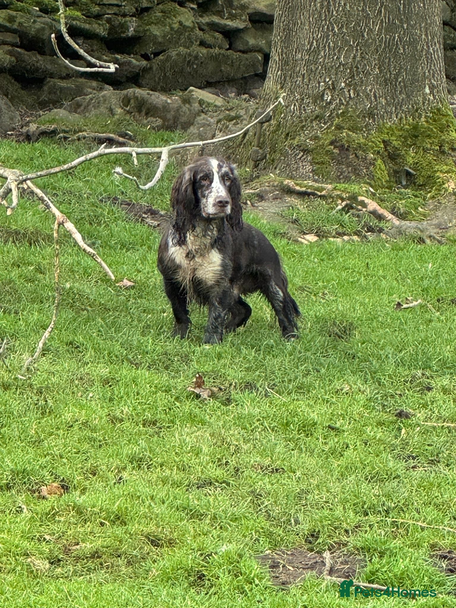 Cocker Spaniel dogs Tri tweed cocker spaniel for stud - Advert 4