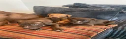 American Bull Staffy dogs for sale: 100% American Bull Staff Puppies for Sale - Advert 8