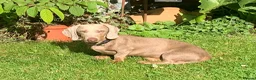 Dachshund dogs for sale: 10 month old Mini Smooth Dachshund boy - Advert 1