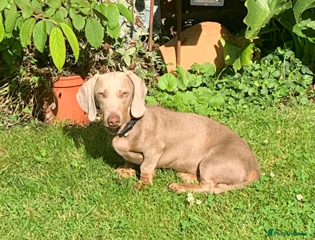 Dachshund dogs for sale: 10 month old Mini Smooth Dachshund boy - Advert 1