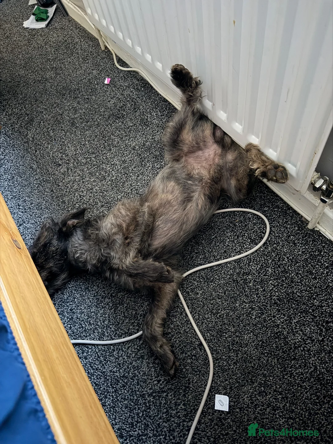 Mixed Breed dogs for sale: 🐾 Bear Looking for His Forever Home 🐾 - Advert 2