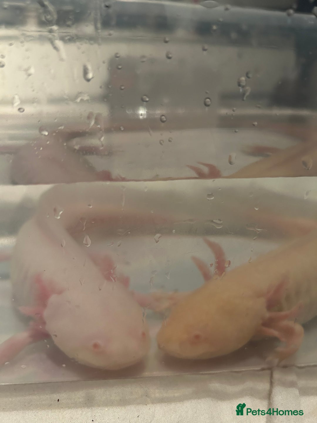 Axolotl reptiles for sale: Pair of axylotls - Advert 5