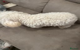 Poochon dogs for sale: Bianca - Image 2