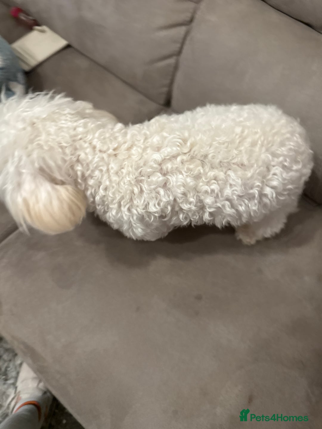 Poochon dogs for sale: Bianca - Image 2