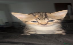 Mixed Breed cats for sale: Mixed breed 7 week old kitten  - Image 1