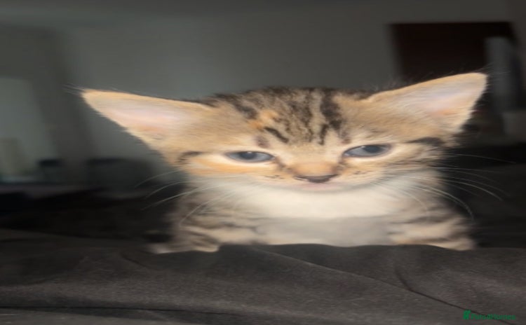 Mixed Breed cats - Advert 2