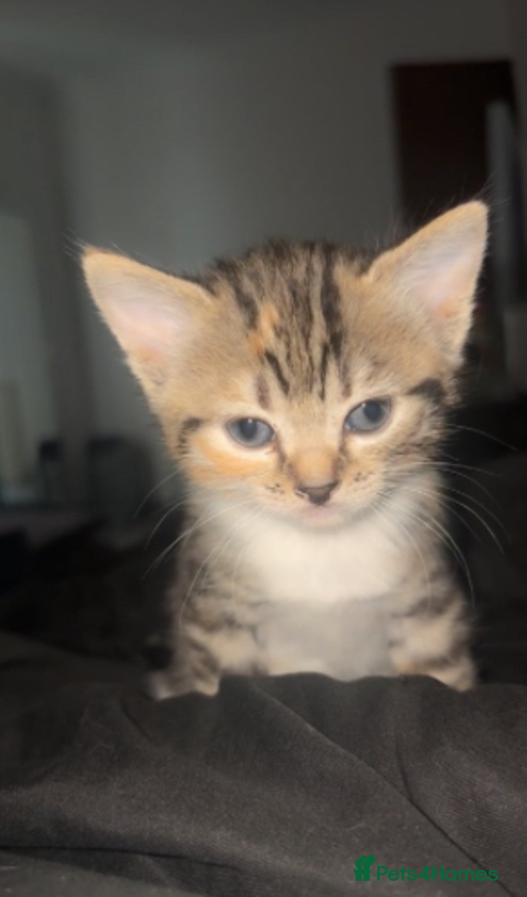 Mixed Breed cats for sale: Mixed breed 7 week old kitten  - Image 1