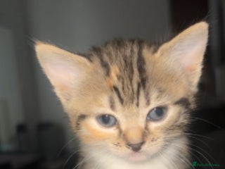 Mixed Breed cats - Advert 2