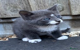 Mixed Breed cats for sale: Kittens ready this week. - Image 1