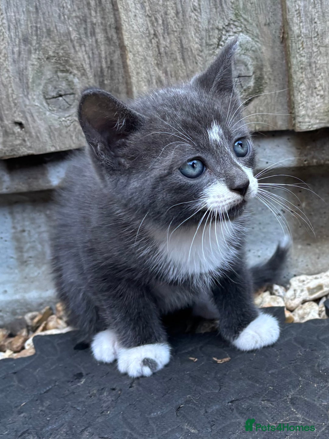 Mixed Breed cats for sale: Kittens ready this week. - Image 1