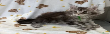 Maine Coon 3