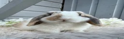 Mini Lop rabbits for sale: Stunning mini lop rabbits - Advert 4