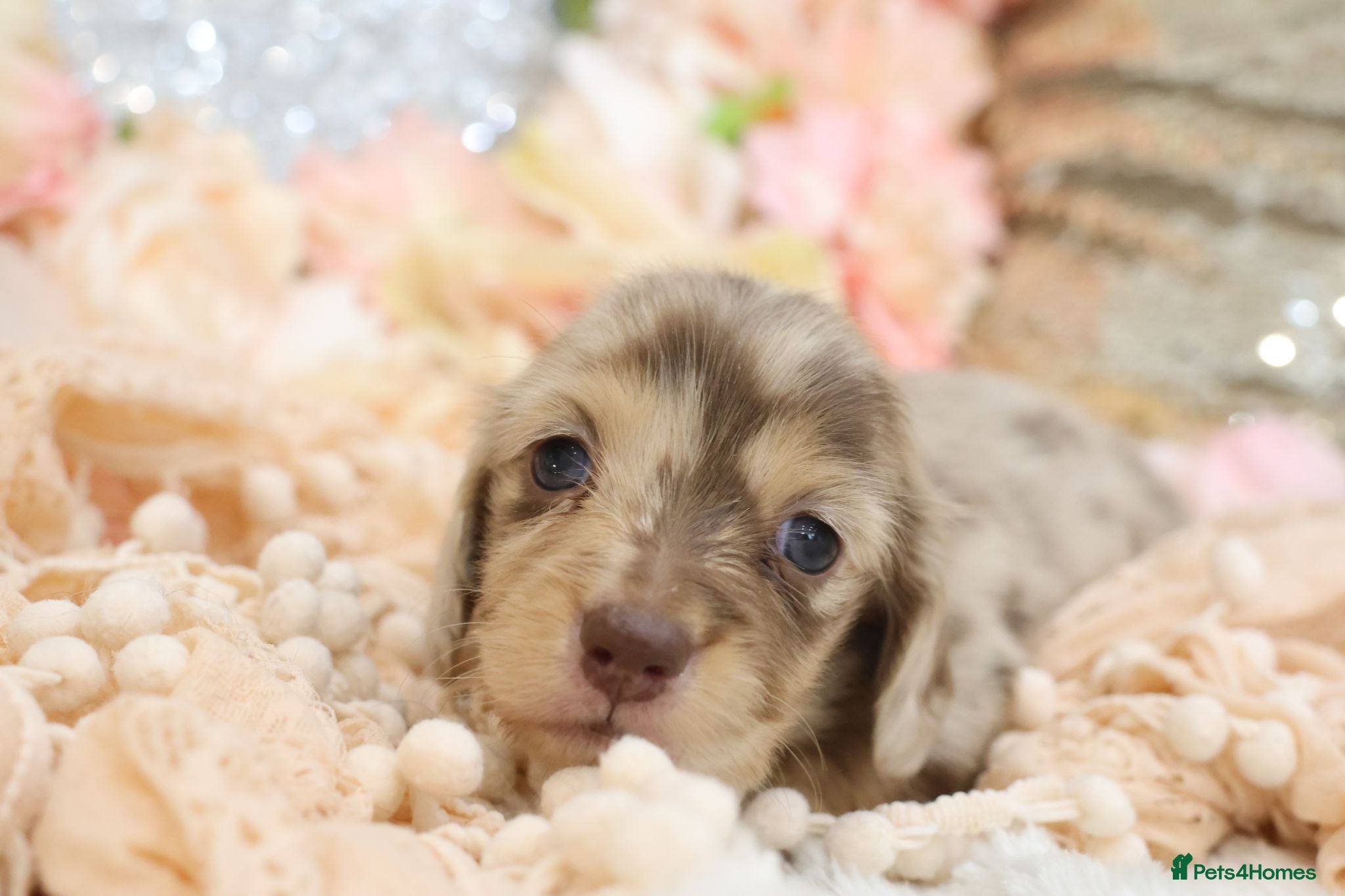 Miniature Dachshund dogs KC Longhair Miniature Dachshunds - Advert 2