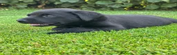 Labrador Retriever dogs for sale: Gorgeous Working Labrador Pups in Crewkerne - Advert 13