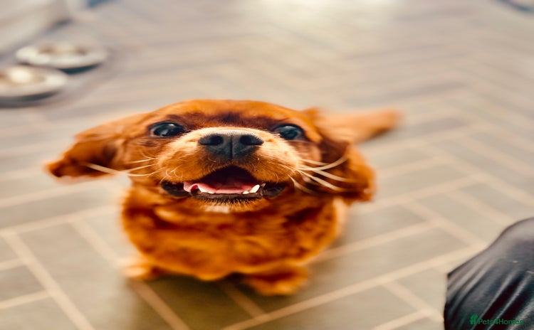 Cavalier King Charles Spaniel dogs - Advert 12