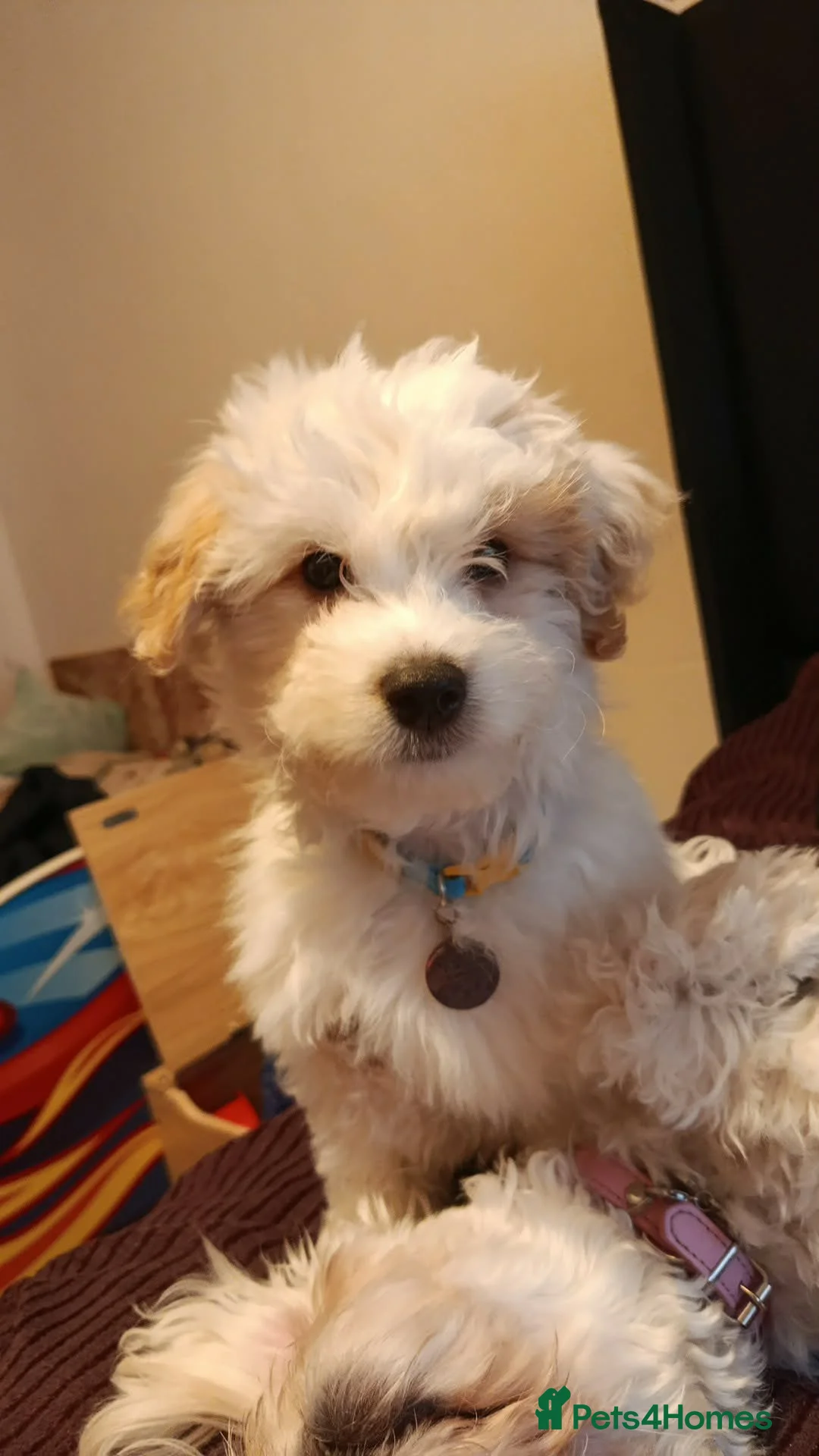 Maltese dogs for sale: Boy maltese in Great Yarmouth - Advert 1