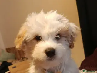 Maltese dogs Boy maltese - Advert 15