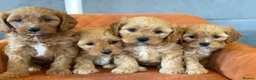 Cavapoo dogs for sale: Cavapoo F1 - Advert 5