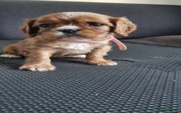 Cavalier King Charles Spaniel dogs for sale: Cavaliers King Charles spaniels - Image 23