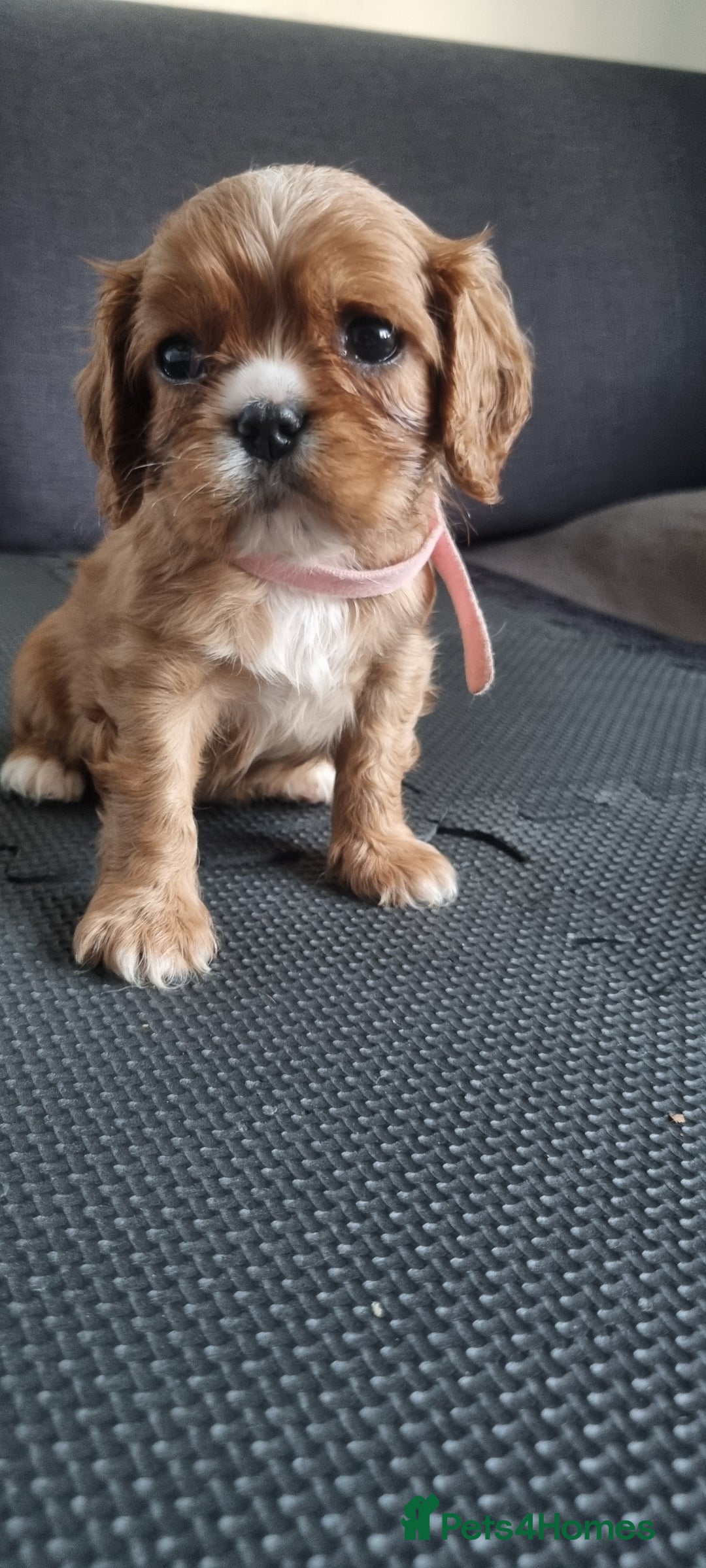 Cavalier King Charles Spaniel dogs for sale: Cavaliers King Charles spaniels - Image 23