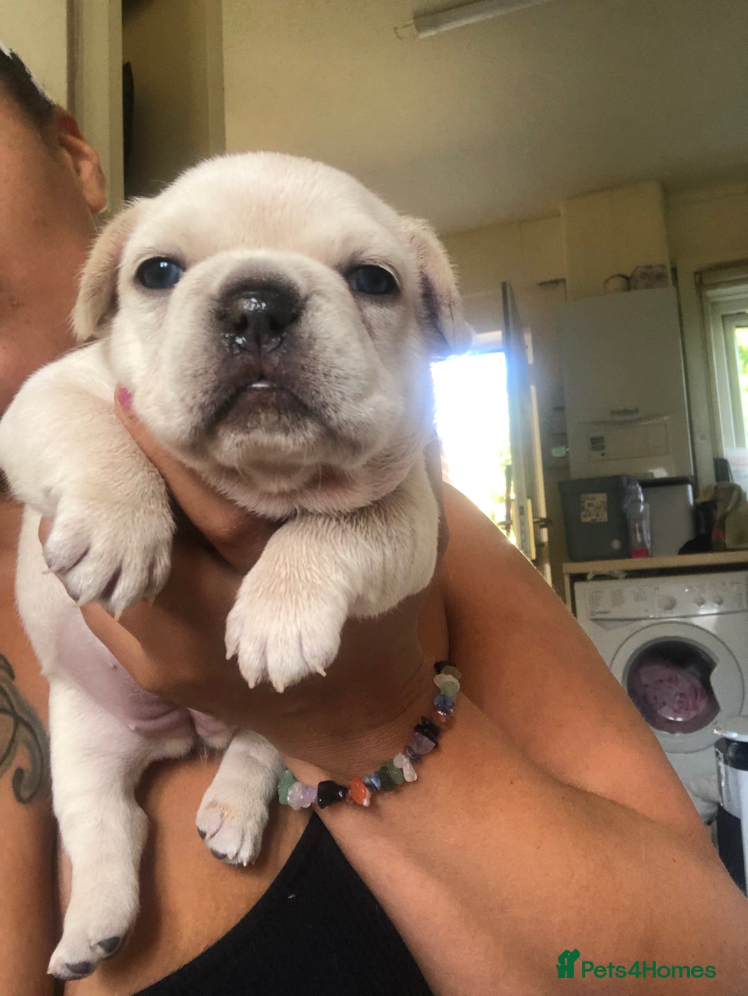 French Bulldog dogs for sale: French bulldog puppies in Manchester - Image 16
