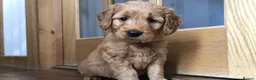 Goldendoodle dogs for sale: F1 Miniature Goldendoodle 100% DNA Health Tested - Advert 11