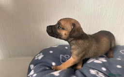 Mixed Breed dogs for sale: American bull staff puppies  - Image 35
